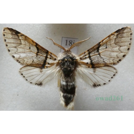 Furcula bifida (Brahm, 1787) male Widłogonka dwojaczka, Leszczotka dwojaczka Czech18j